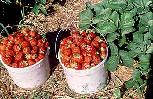This could be your bucket of delicious, juicy strawberries from Ter-Lee Gardens, Bagley, Minnesota
