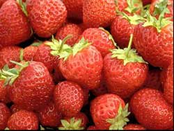 Mouth-watering, nutritious strawberries from Ter-Lee Gardens, Bagley, Minnesota