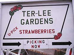 Pick Your Own for big red delicious strawberries at Ter-Lee Gardens in Bagley, Minnesota