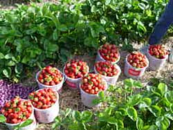 Fresh picked, sweet delicious Minnesota strawberries, available at the Ter-Lee Gardens Farm, and our farm stands at the Bemidji Farmers' Market and the Bagley Farmers' Market. 