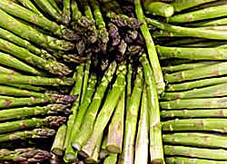 The purple heads show the high, delicious natural sugar content of these tender aspagus spears from Ter-Lee Gardens, Bagley, Minnesota