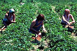 Family fun has extra delicious rewards when you pick locally grown, sweet Minnesota strawberries at Ter-Lee Gardens in Bagley, Minnesota. 