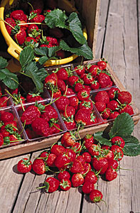 Beautiful, sweet & nutritious strawberries from Ter-Lee Gardens, Bagley, Minnesota.  Pick your own at the farm, or visit our farm stand at the Bemidji Farmers' Market and the Bagley Farmers' Market. 